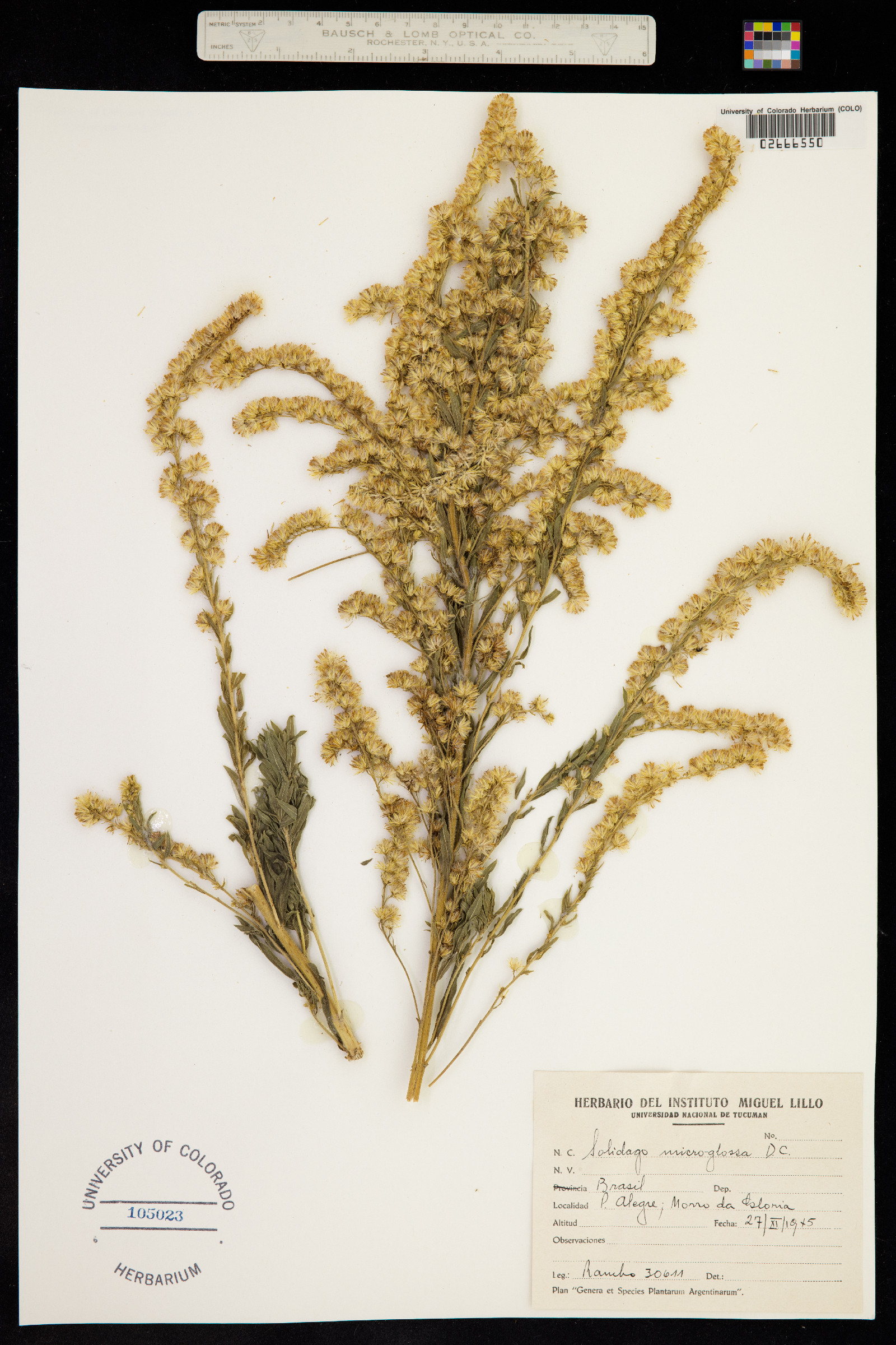 Solidago microglossa image