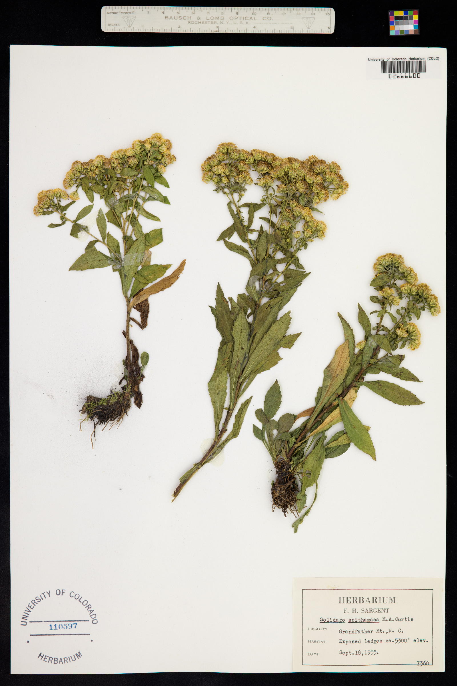 Solidago spithamaea image