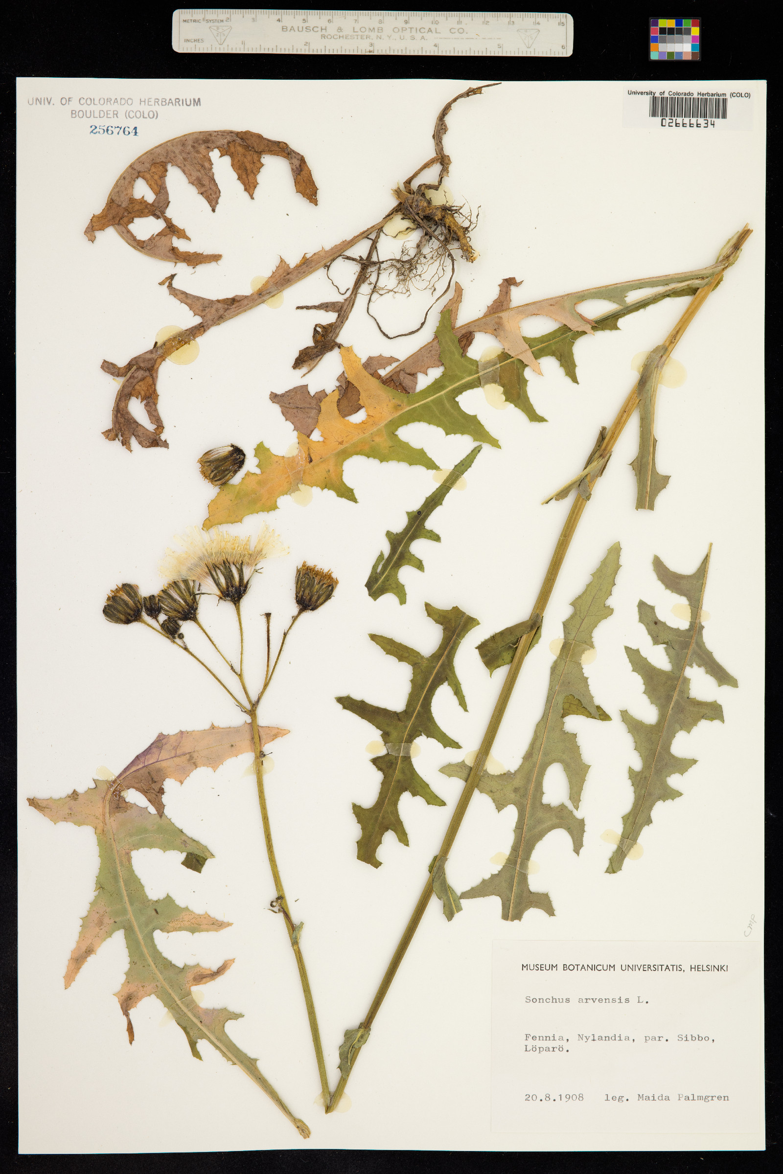 Sonchus arvensis image