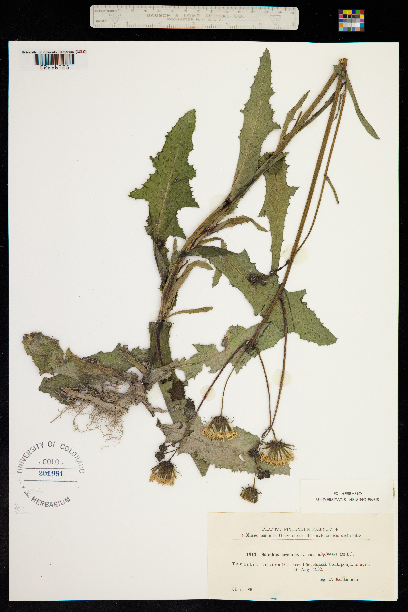 Sonchus arvensis image