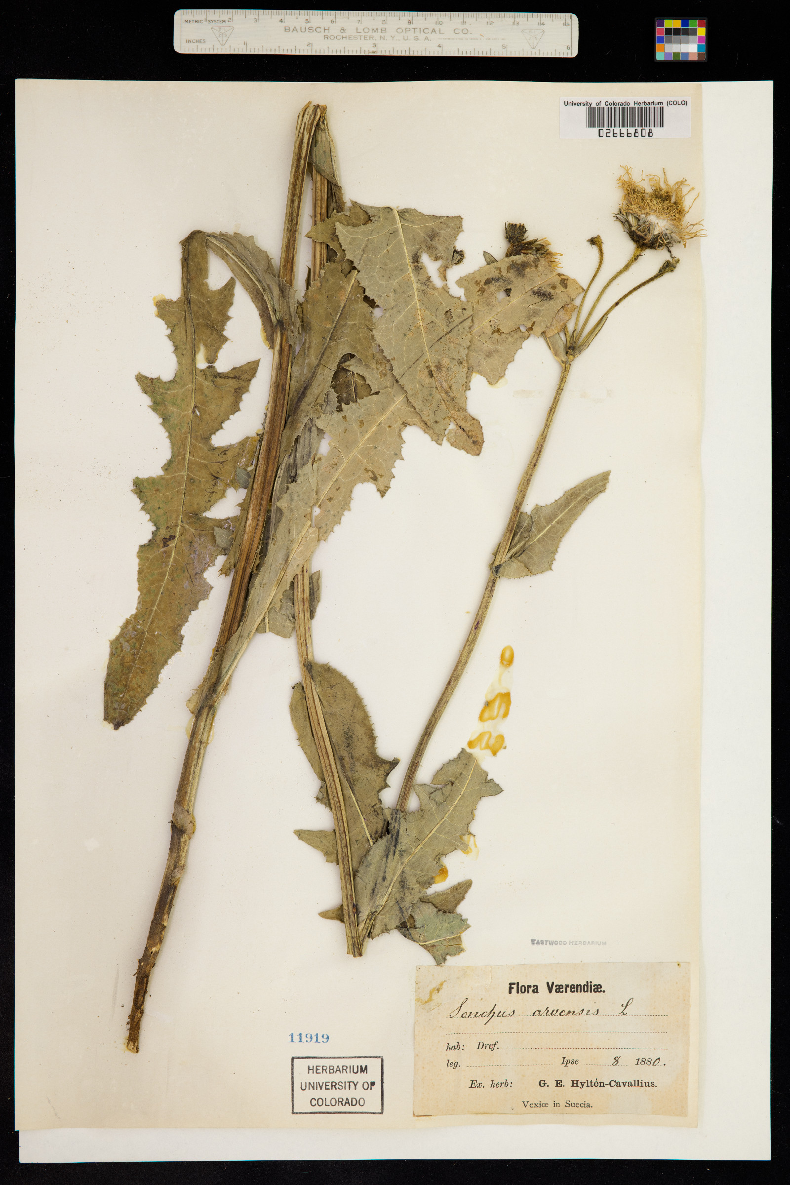 Sonchus arvensis image