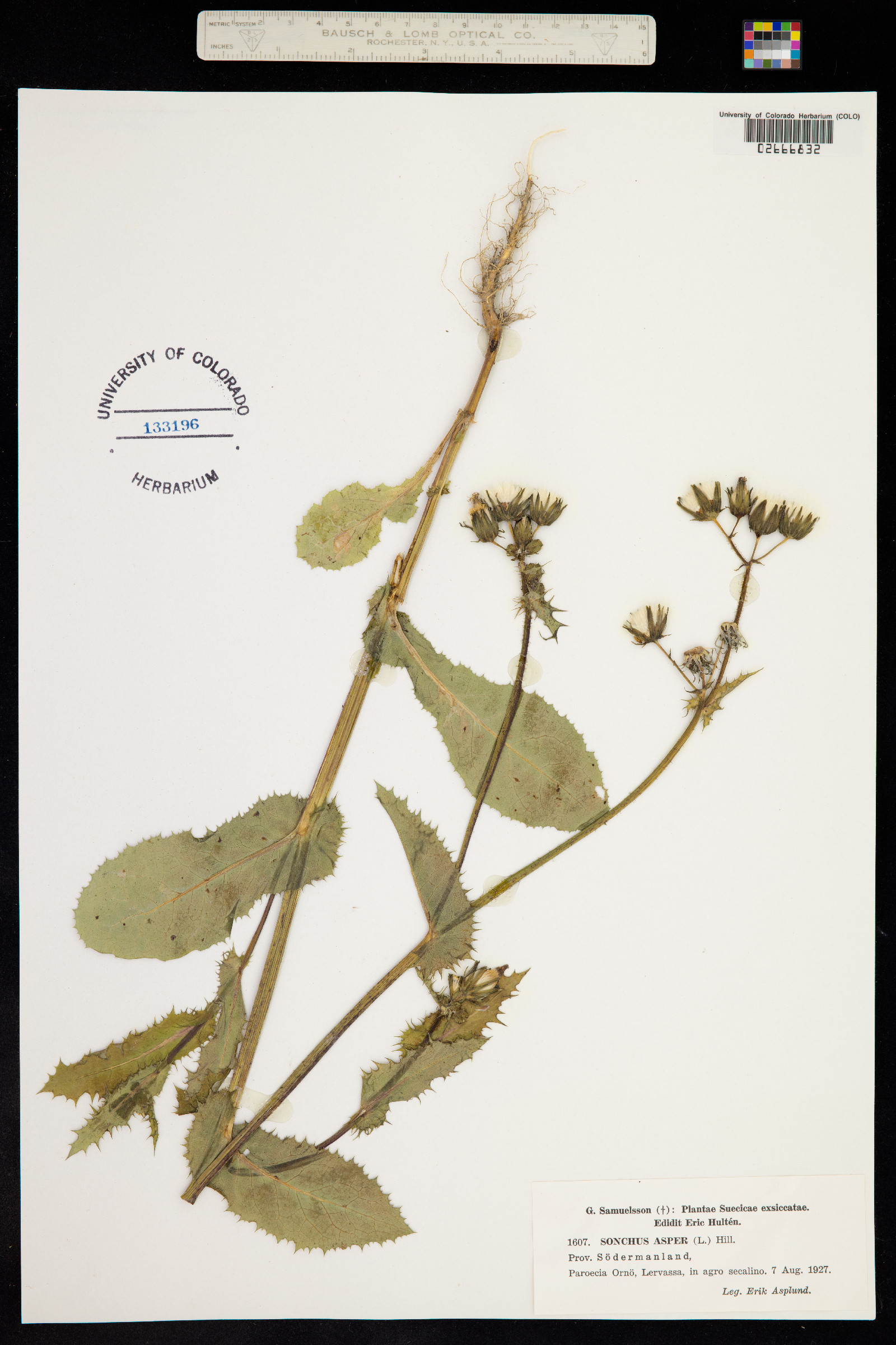 Sonchus asper image