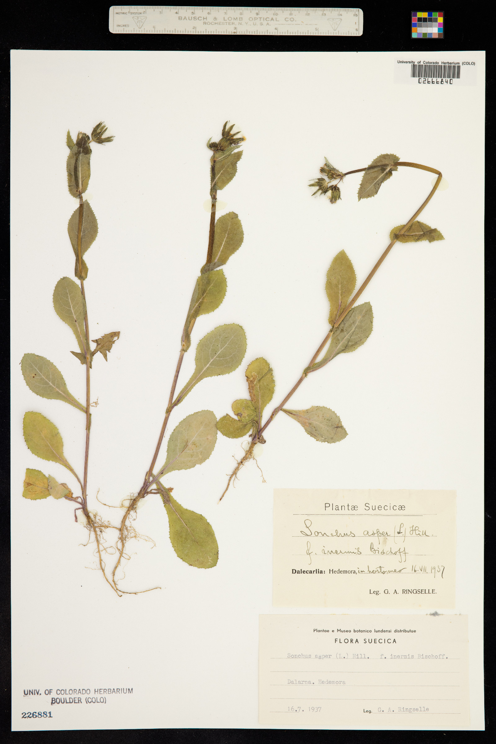 Sonchus asper image