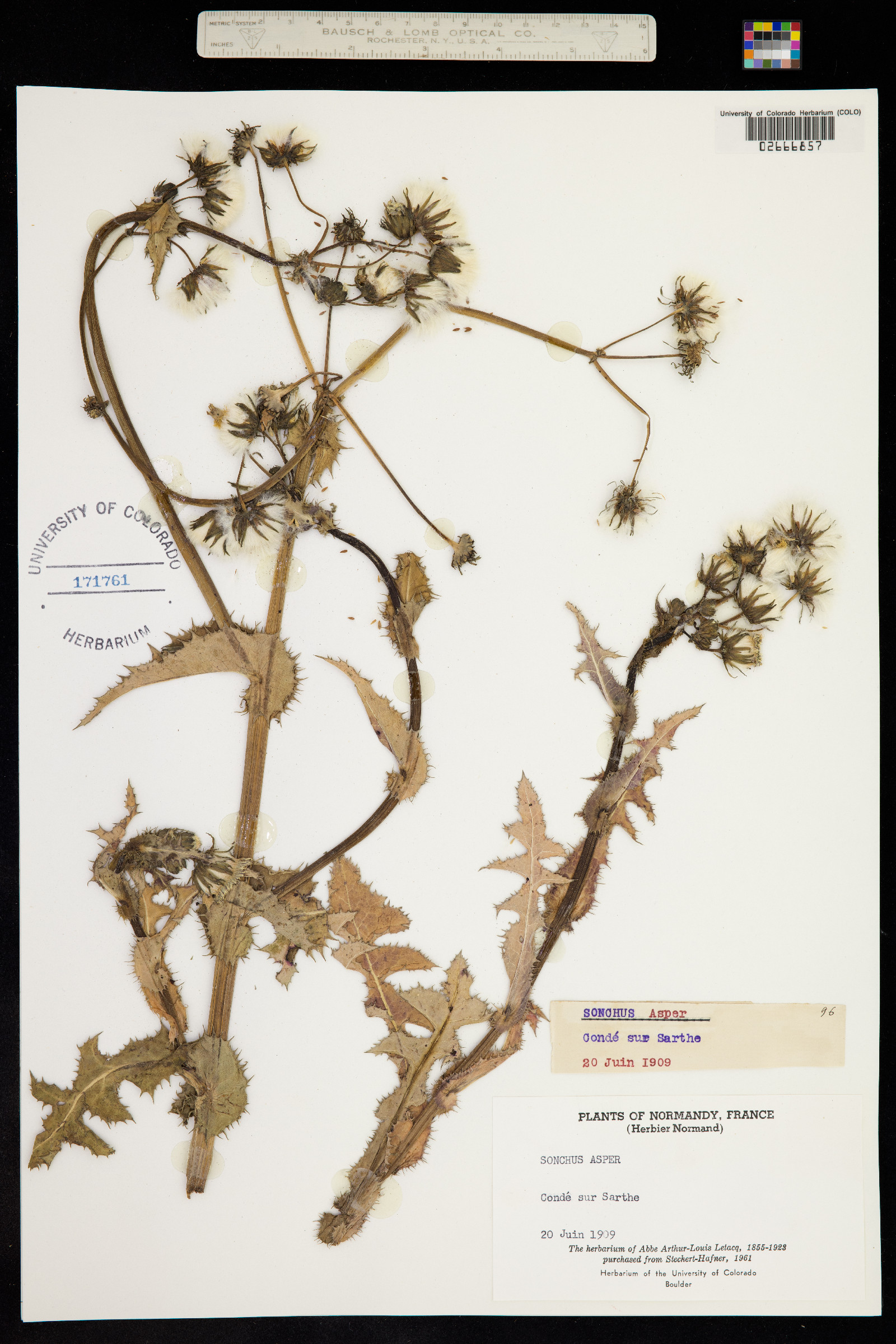 Sonchus asper image