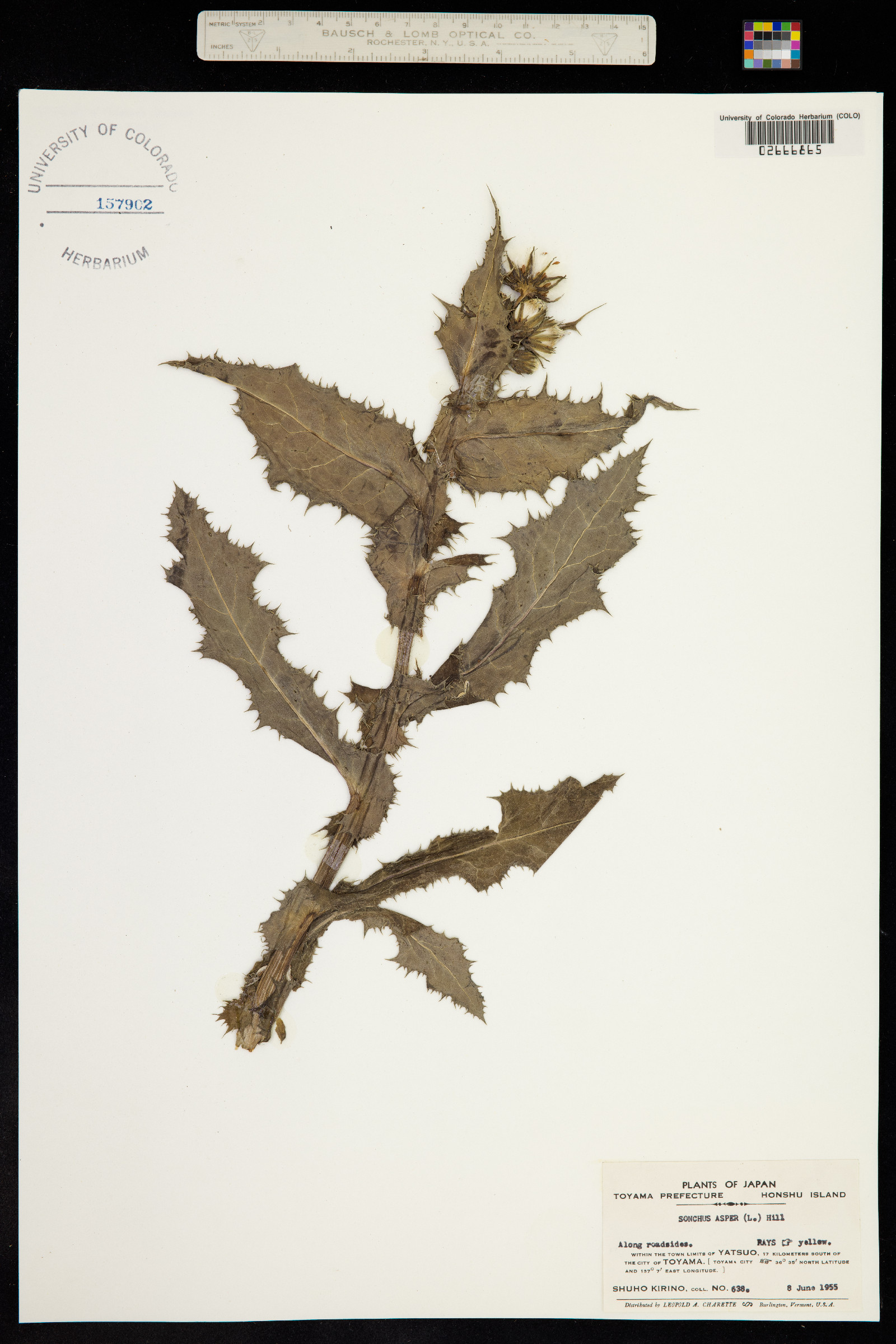 Sonchus asper image