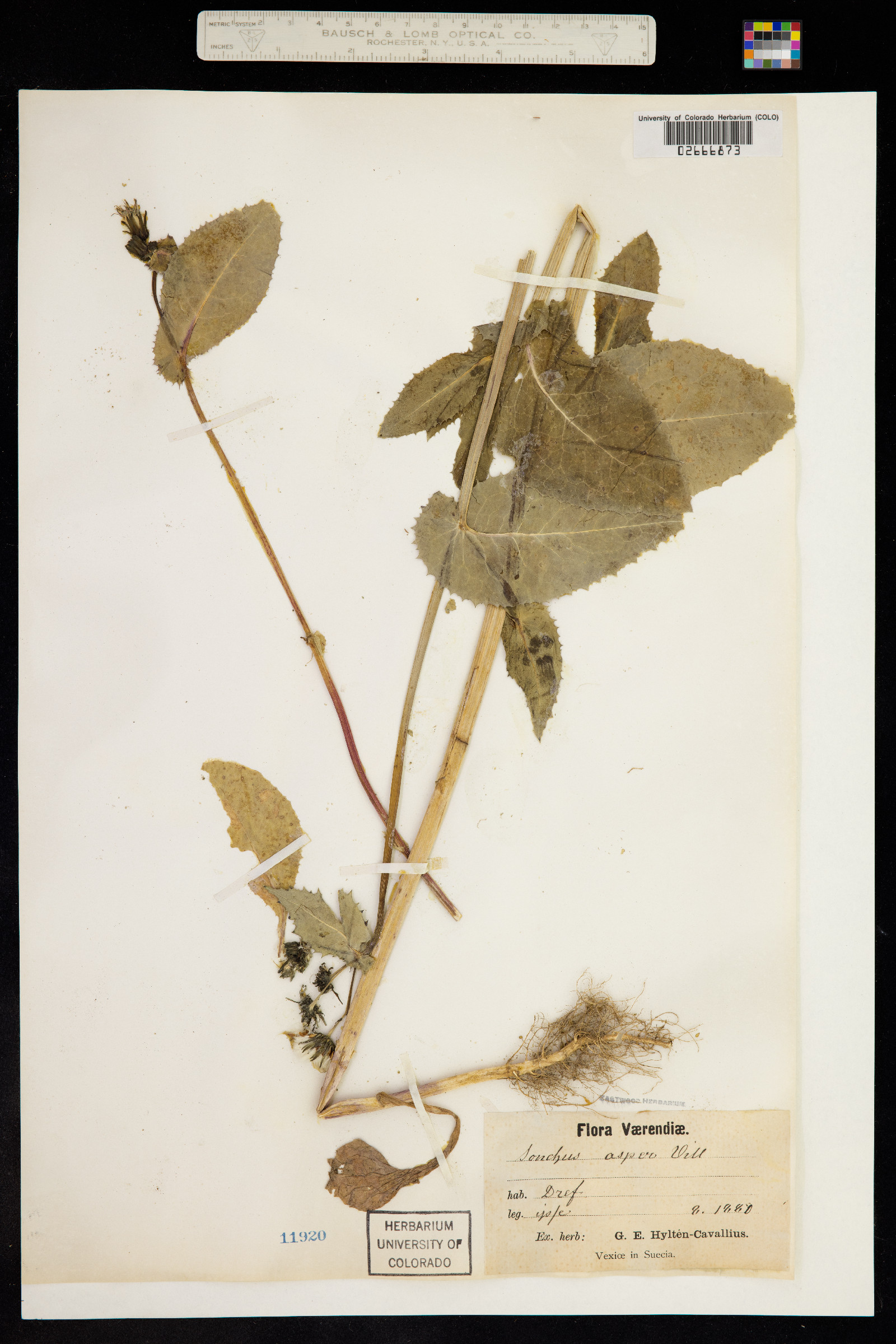 Sonchus asper image