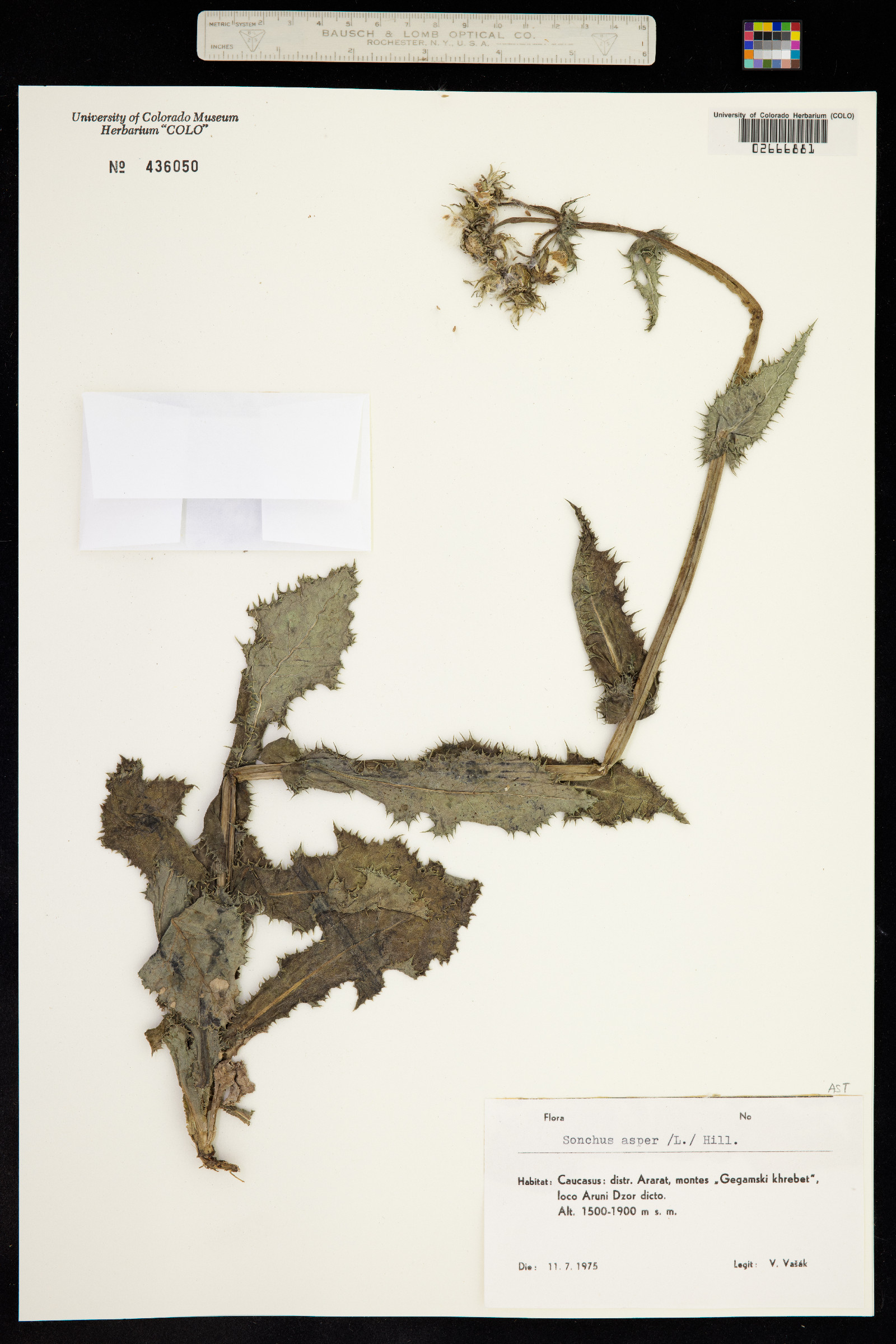 Sonchus asper image