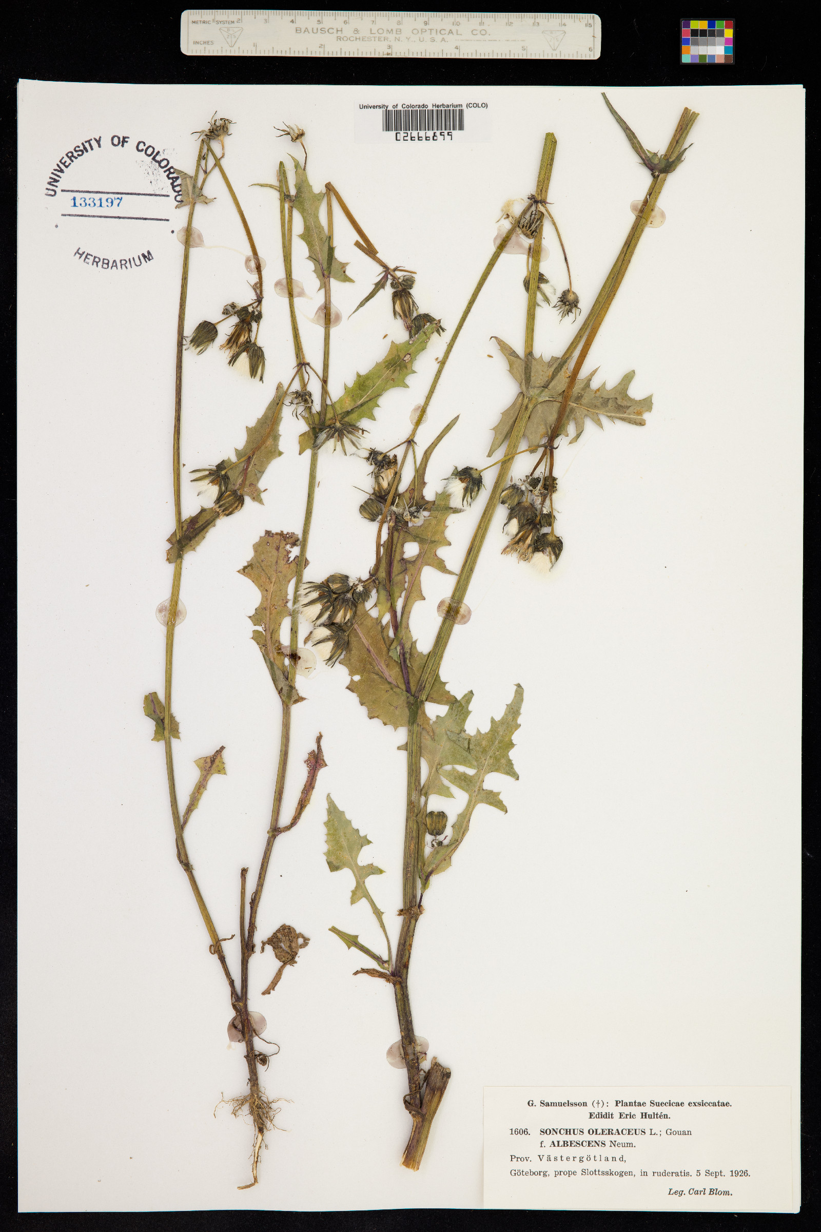 Sonchus oleraceus image