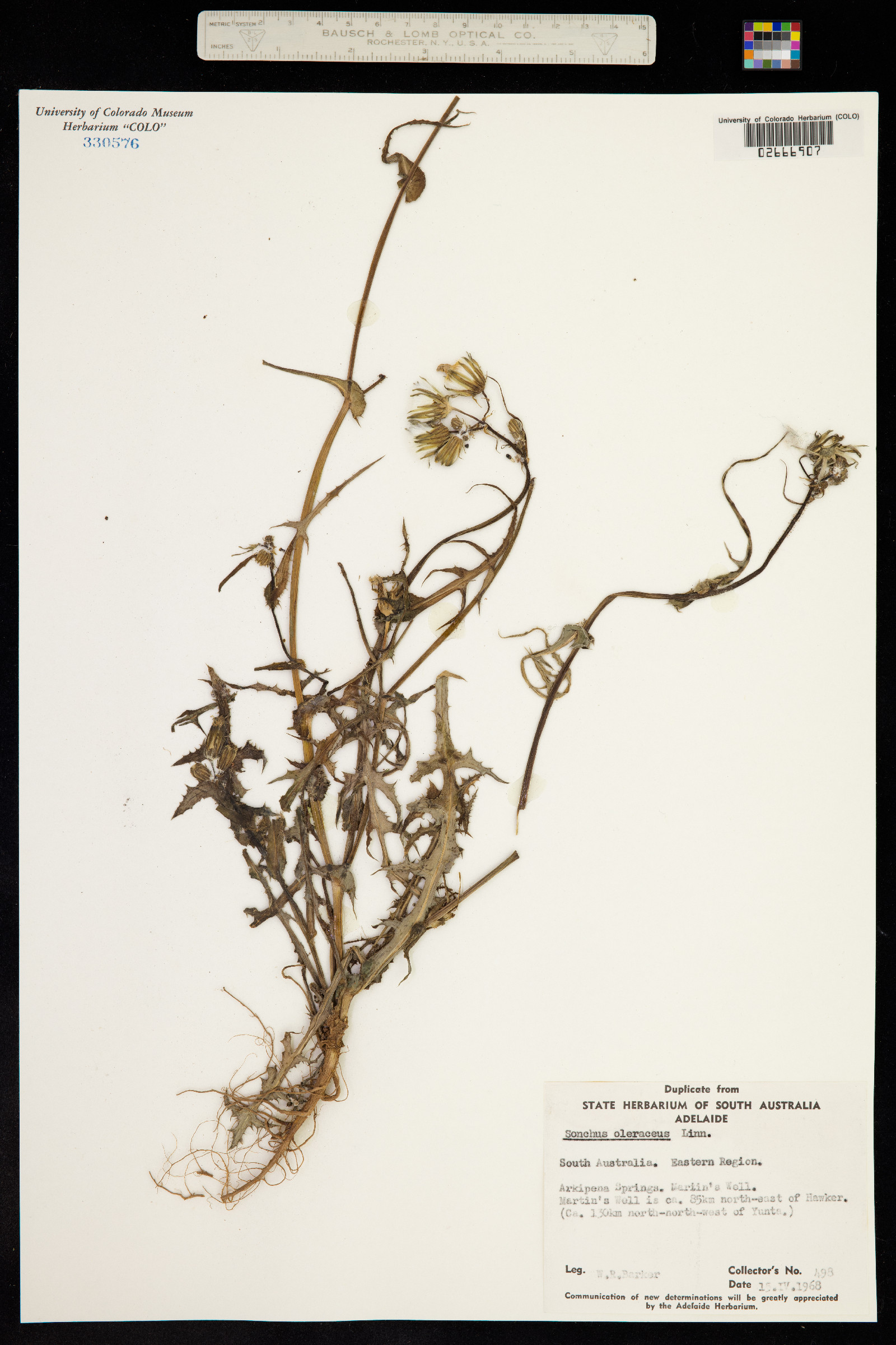 Sonchus oleraceus image