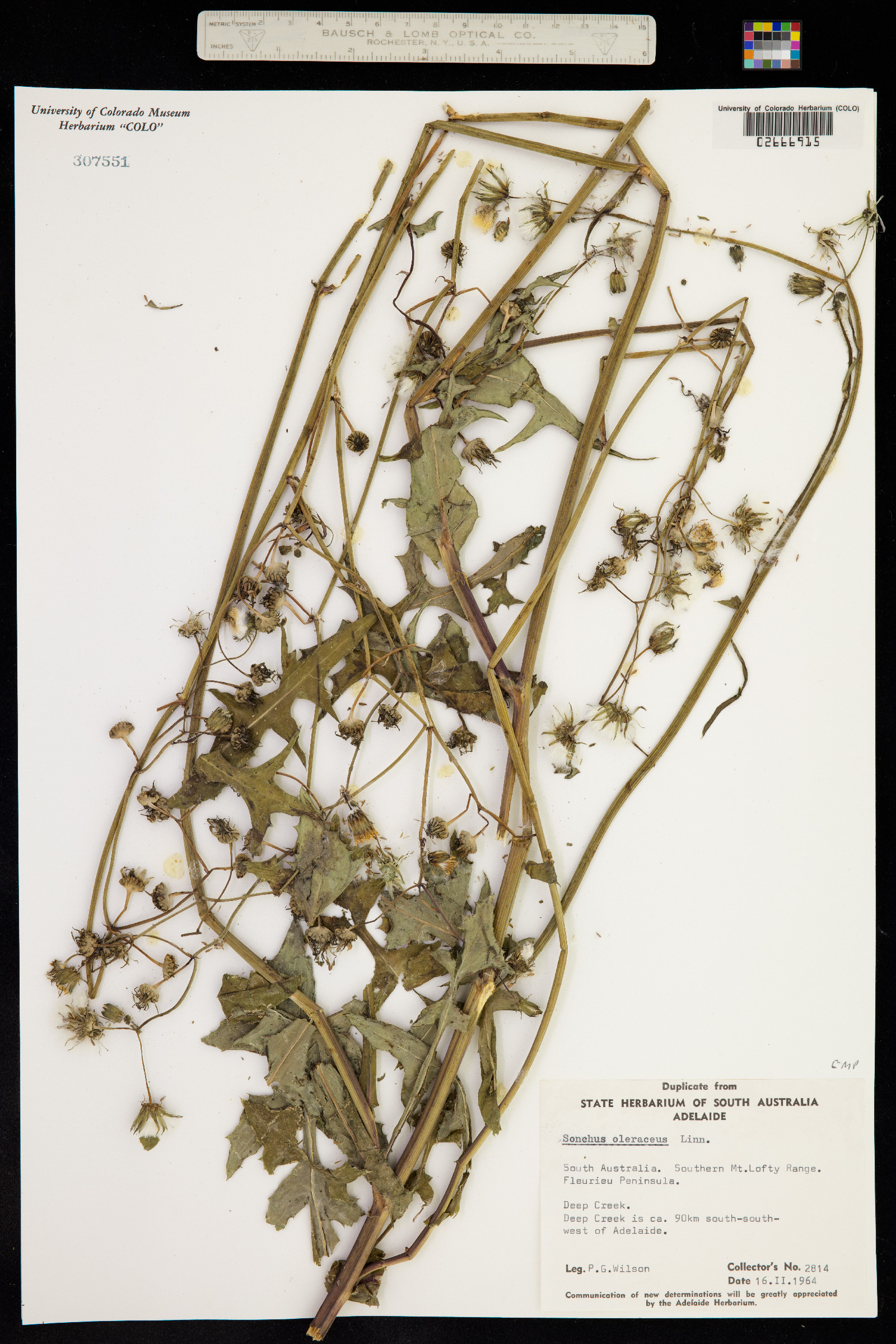 Sonchus oleraceus image