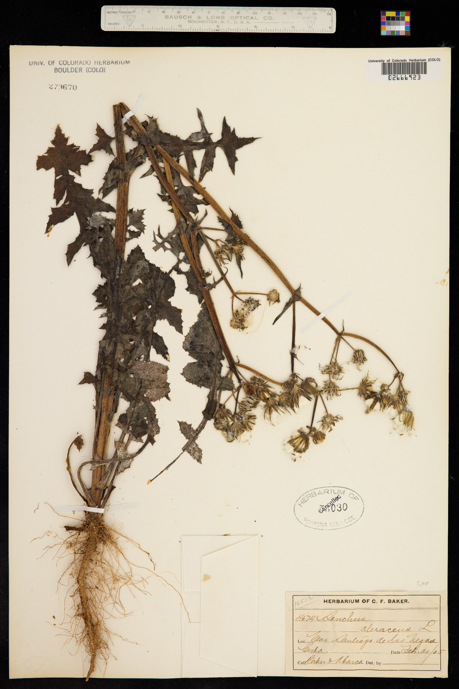 Sonchus oleraceus image