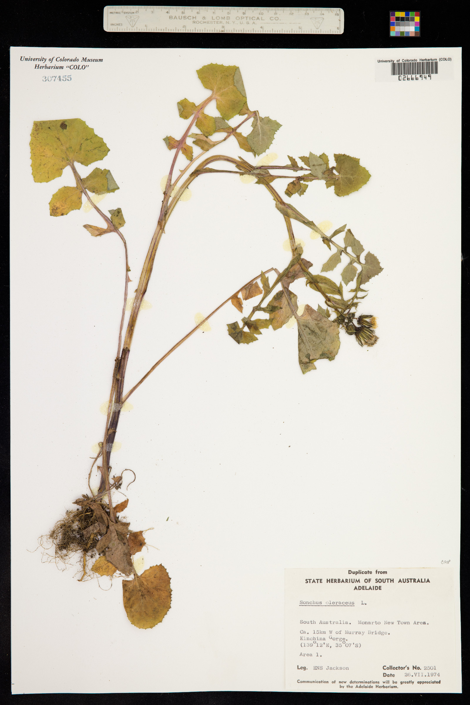 Sonchus oleraceus image