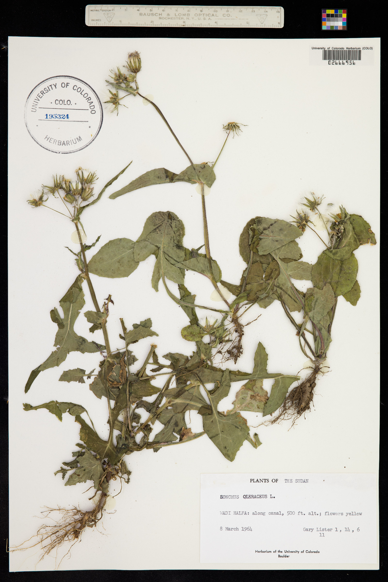 Sonchus oleraceus image
