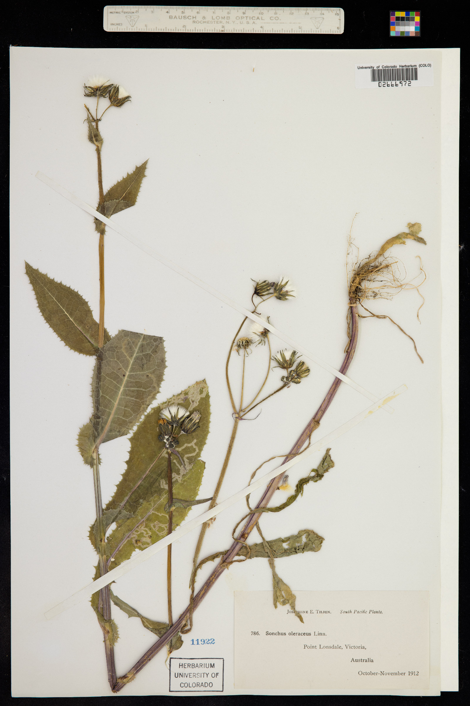 Sonchus oleraceus image