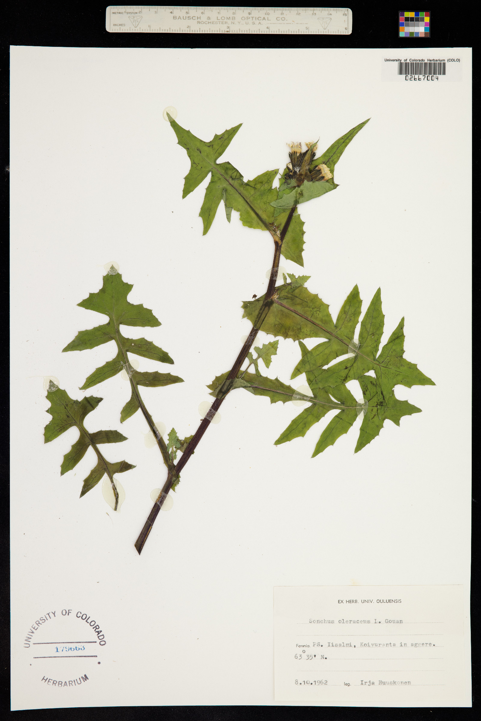 Sonchus oleraceus image
