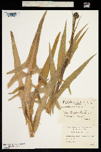 Image of Sonchus palustris