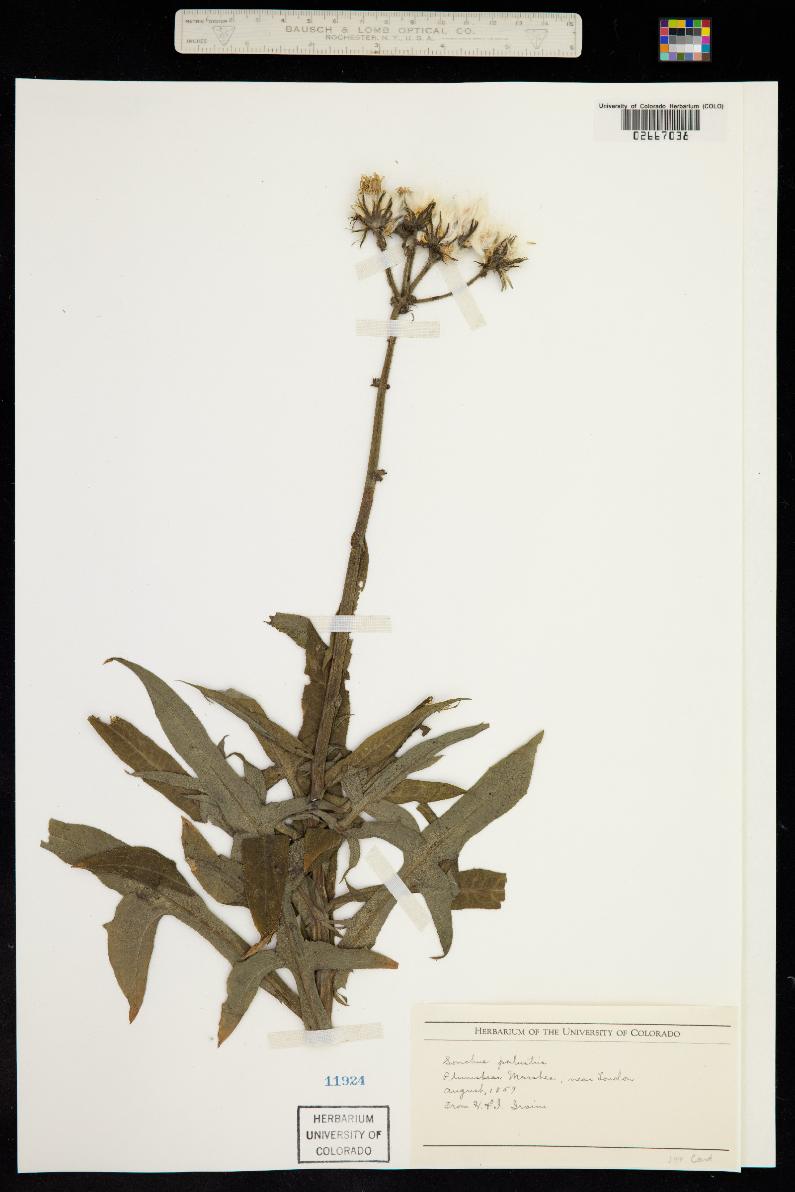 Sonchus palustris image