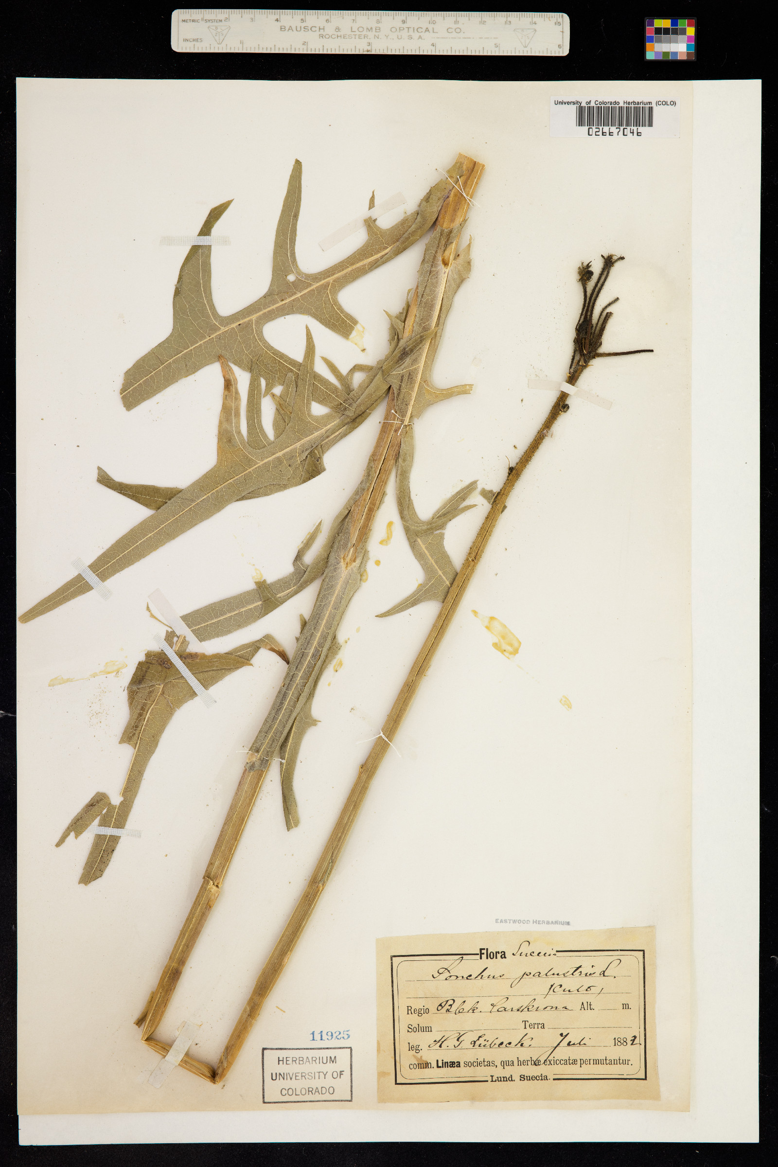 Sonchus palustris image