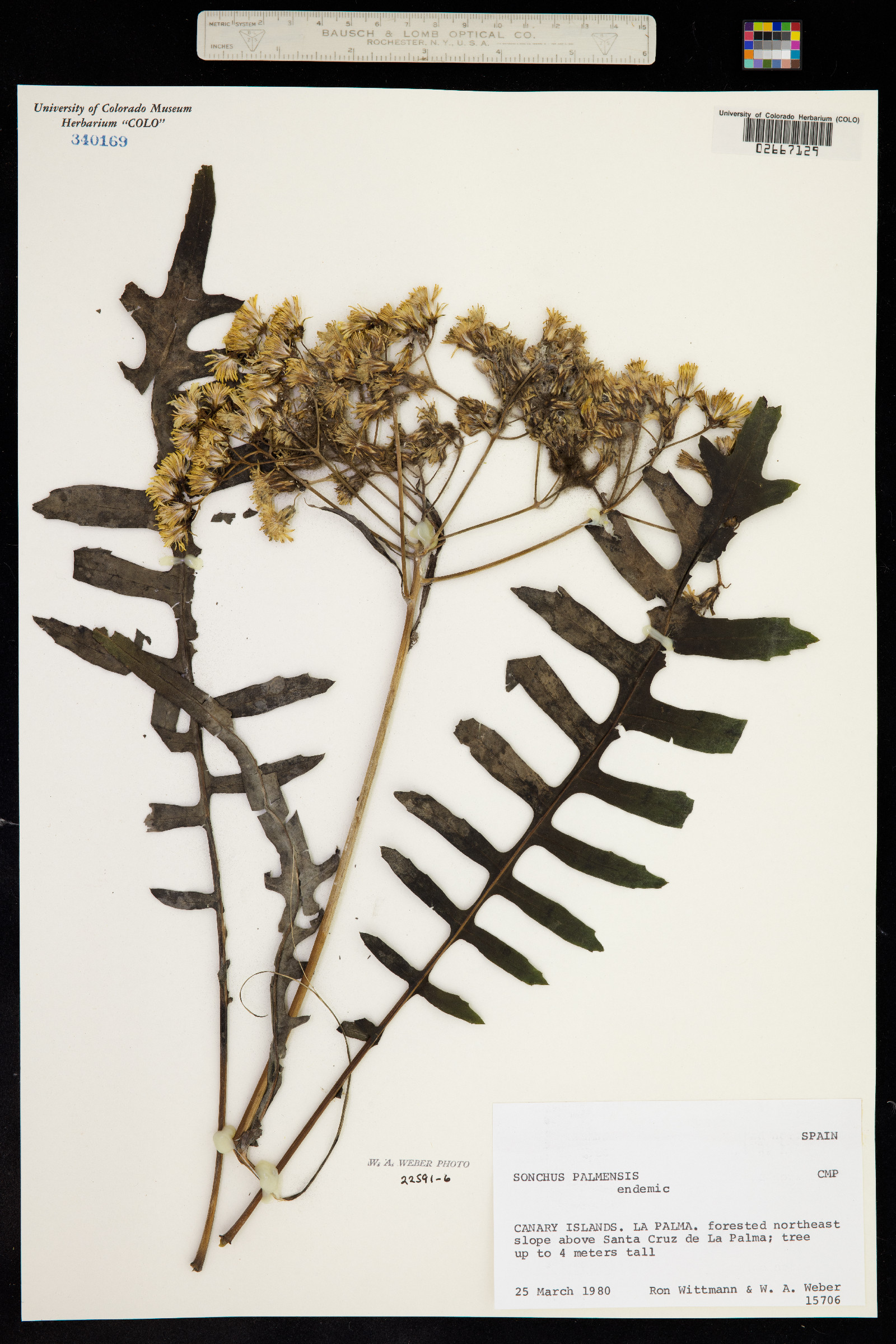 Sonchus palmensis image