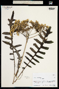 Image of Sonchus palmensis