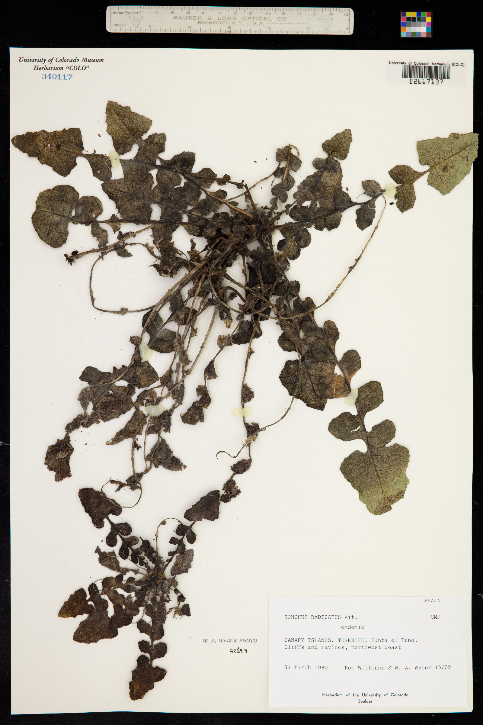 Sonchus radicatus image