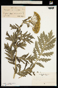 Tanacetum macrophyllum image