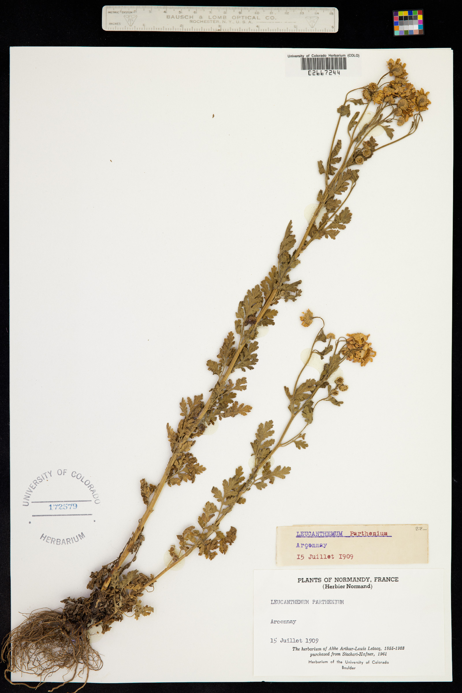 Tanacetum parthenium image