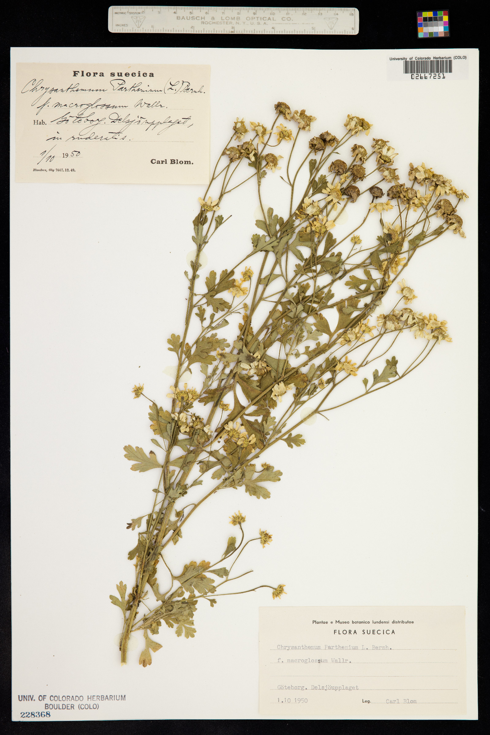 Tanacetum parthenium image