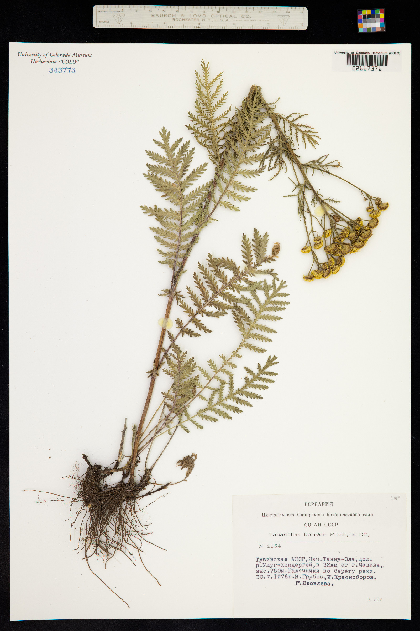 Tanacetum vulgare image