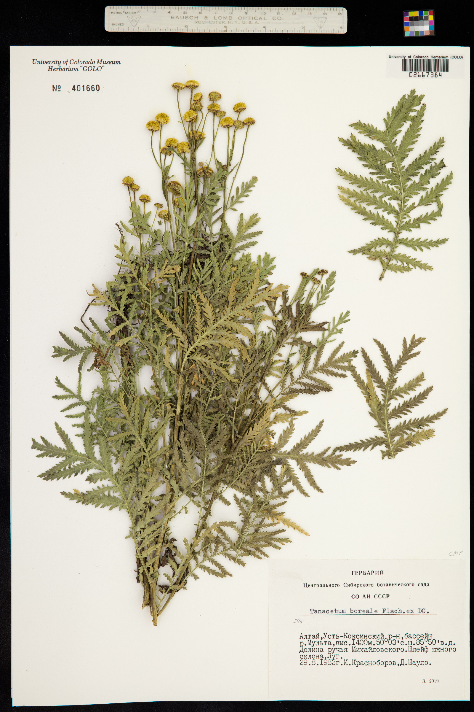 Tanacetum vulgare image