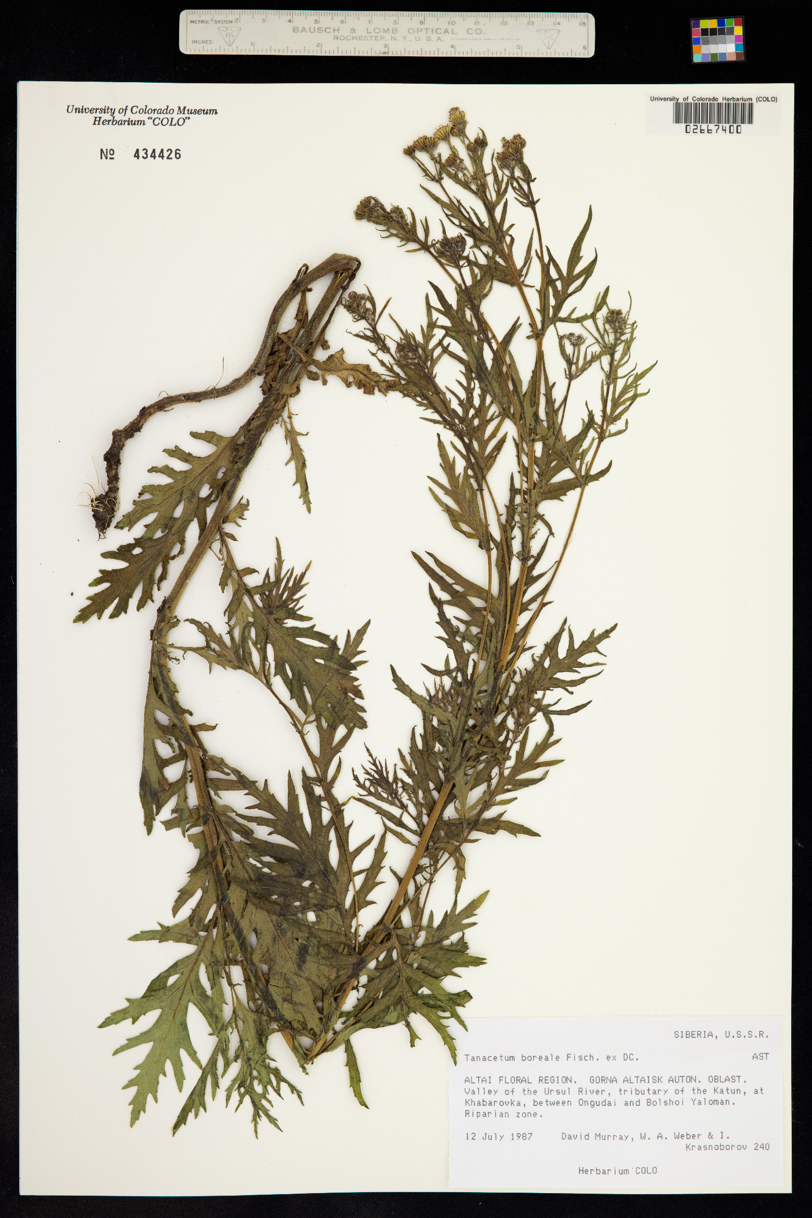 Tanacetum vulgare image