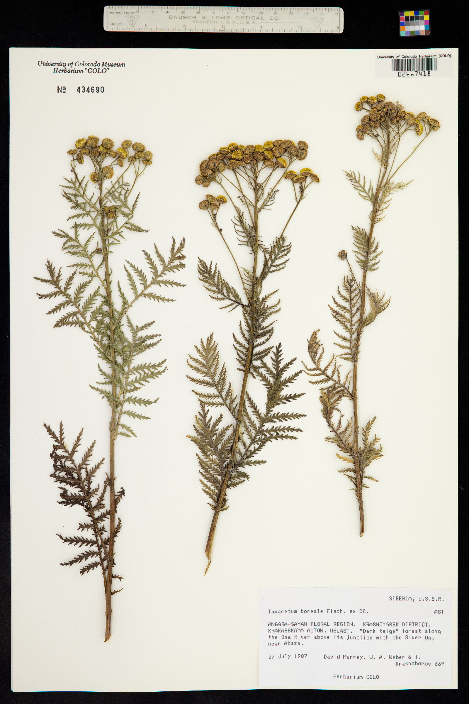 Tanacetum vulgare image