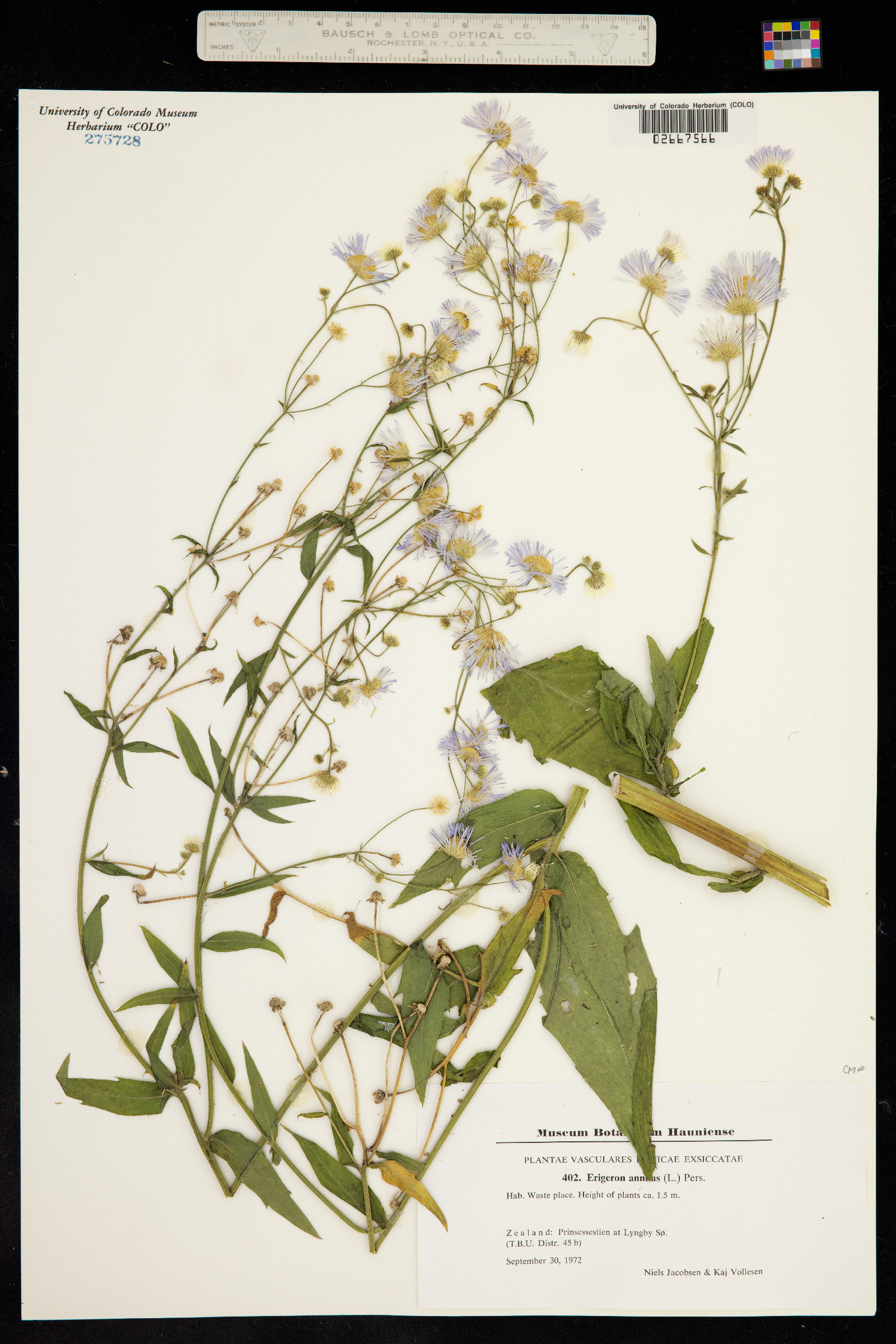 Erigeron annuus image