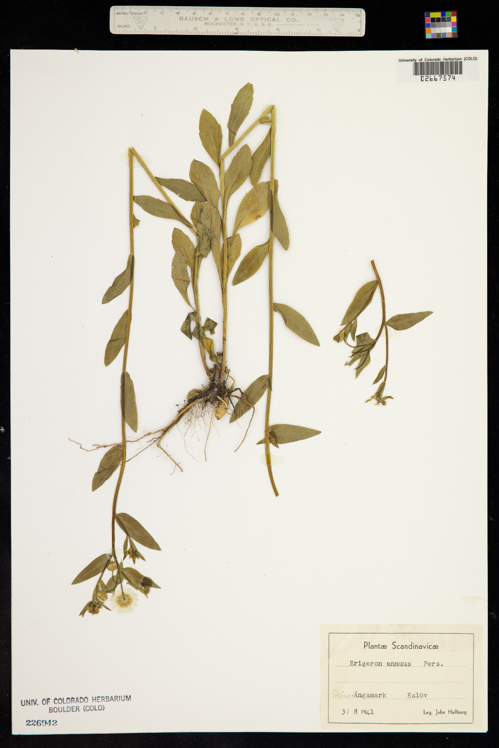 Erigeron annuus image