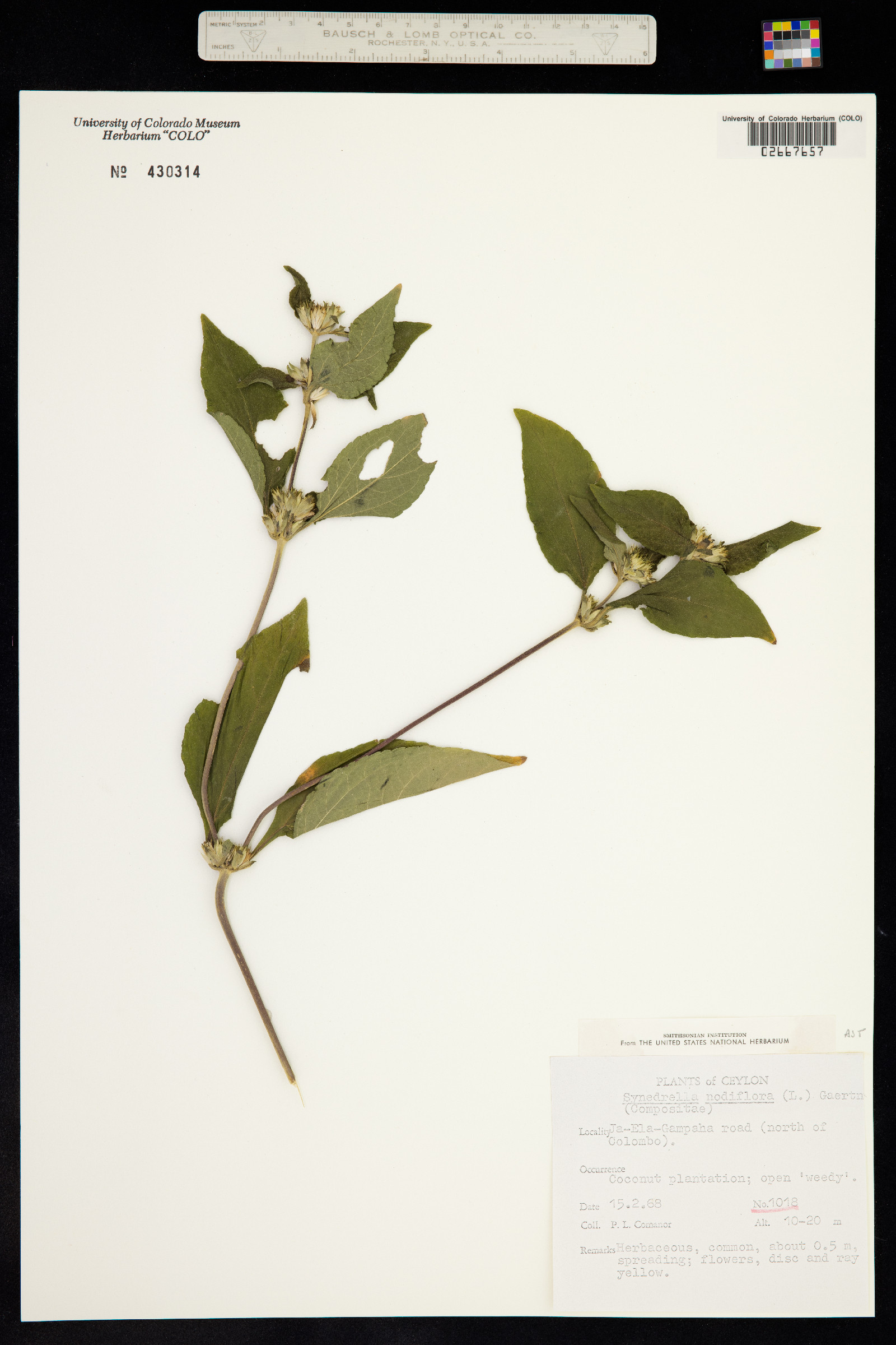 Synedrella nodiflora image