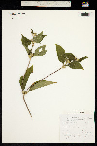 Image of Synedrella nodiflora