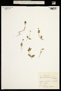 Acmella caulirhiza image