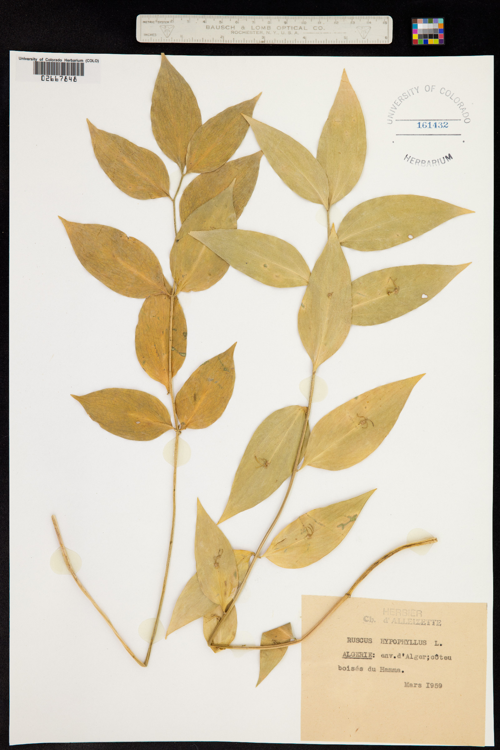 Ruscus hypophyllum image