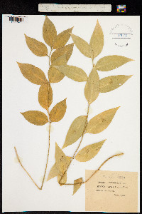 Ruscus hypophyllum image