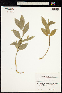 Ruscus hypoglossum image