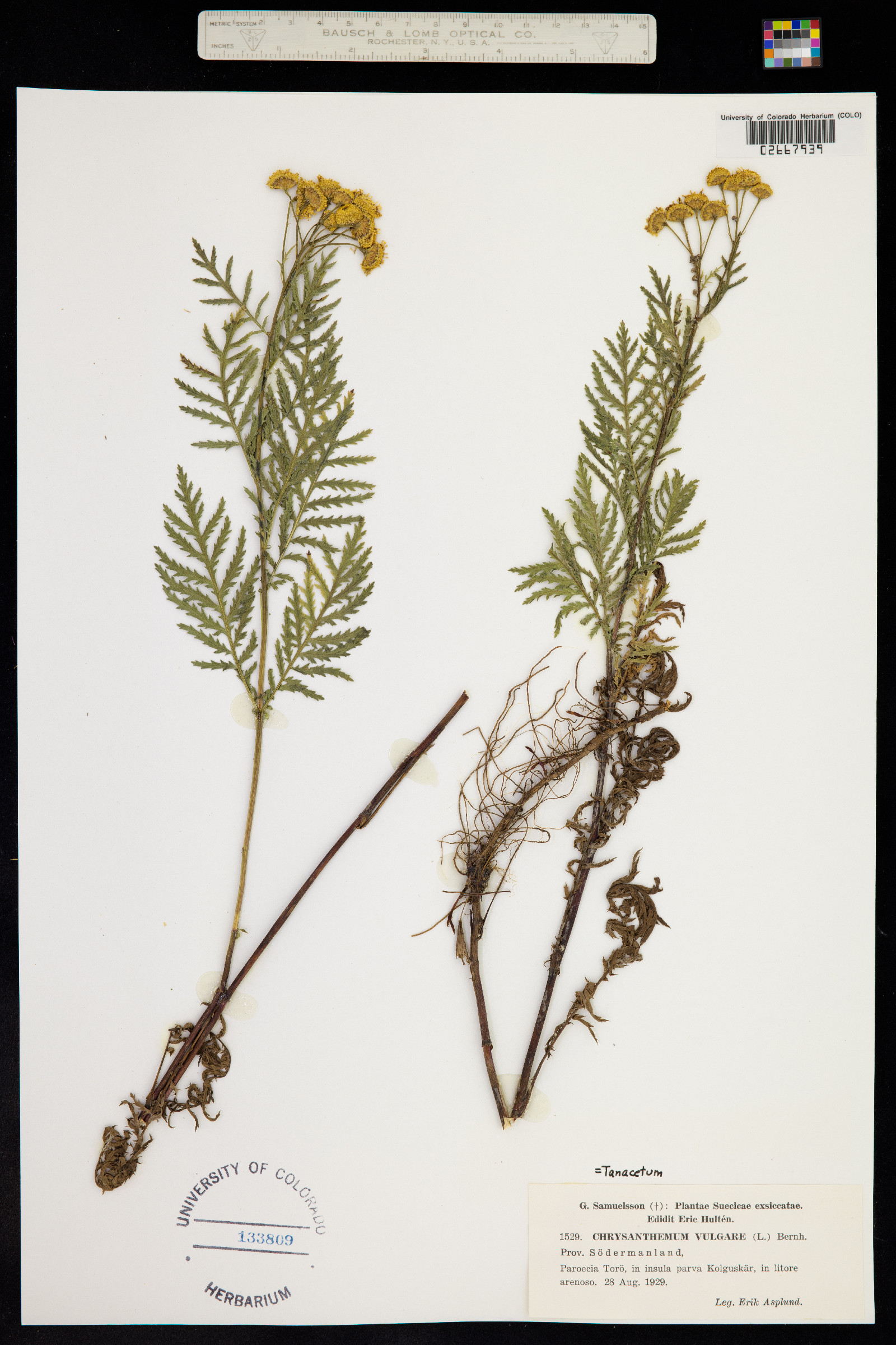 Tanacetum vulgare image