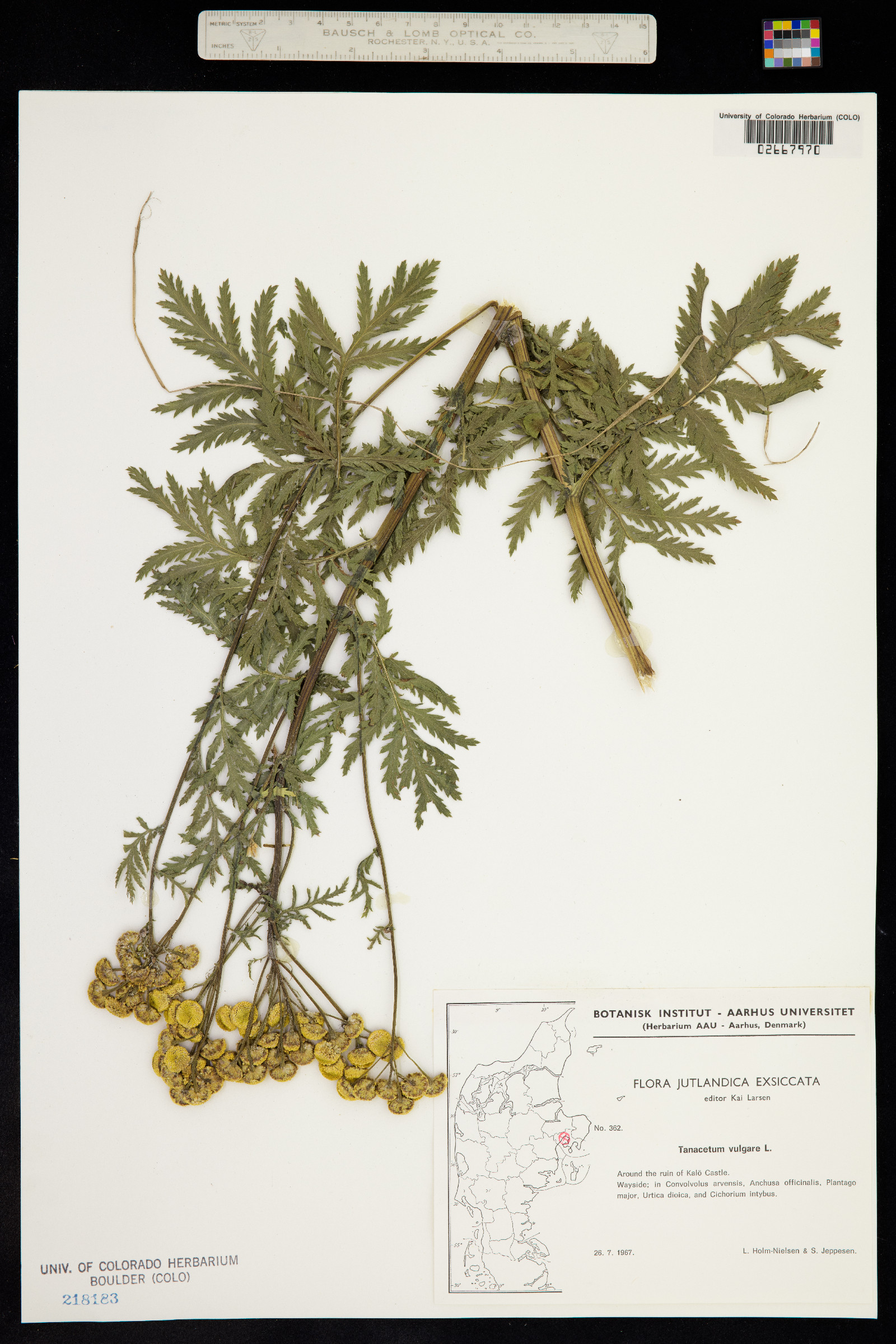 Tanacetum vulgare image