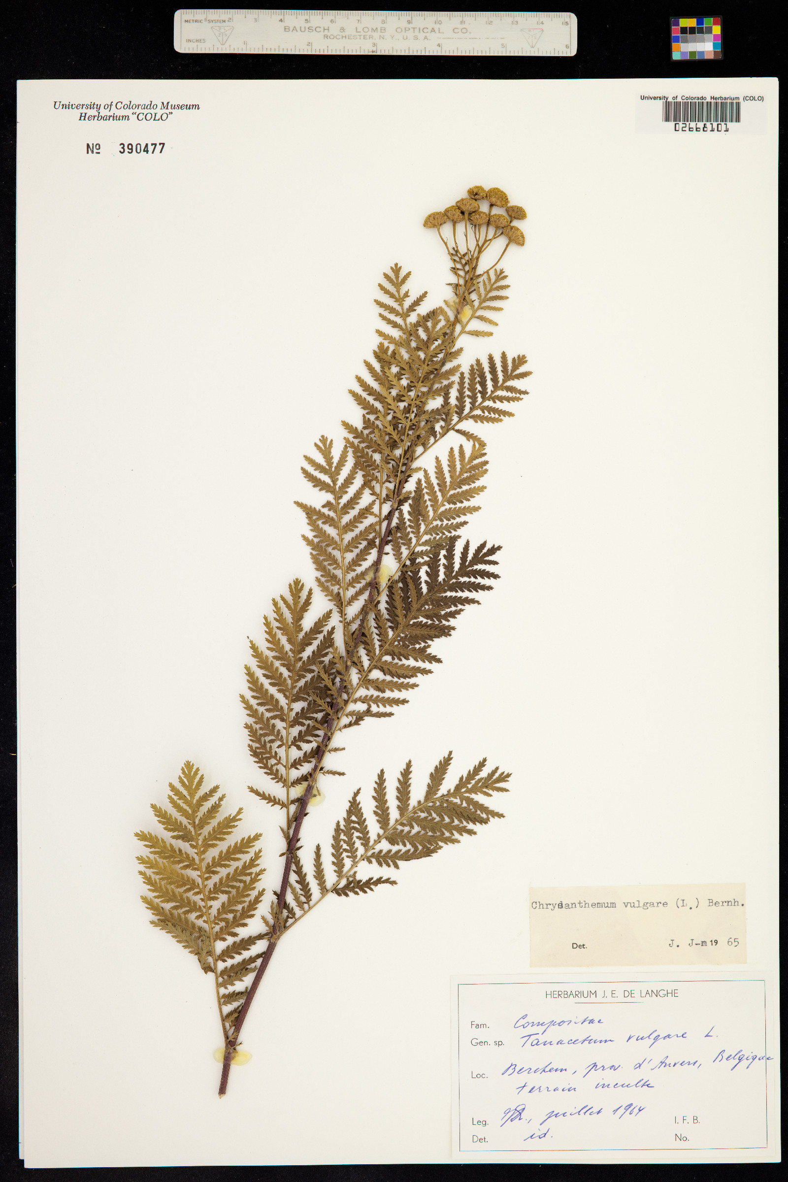 Tanacetum vulgare image