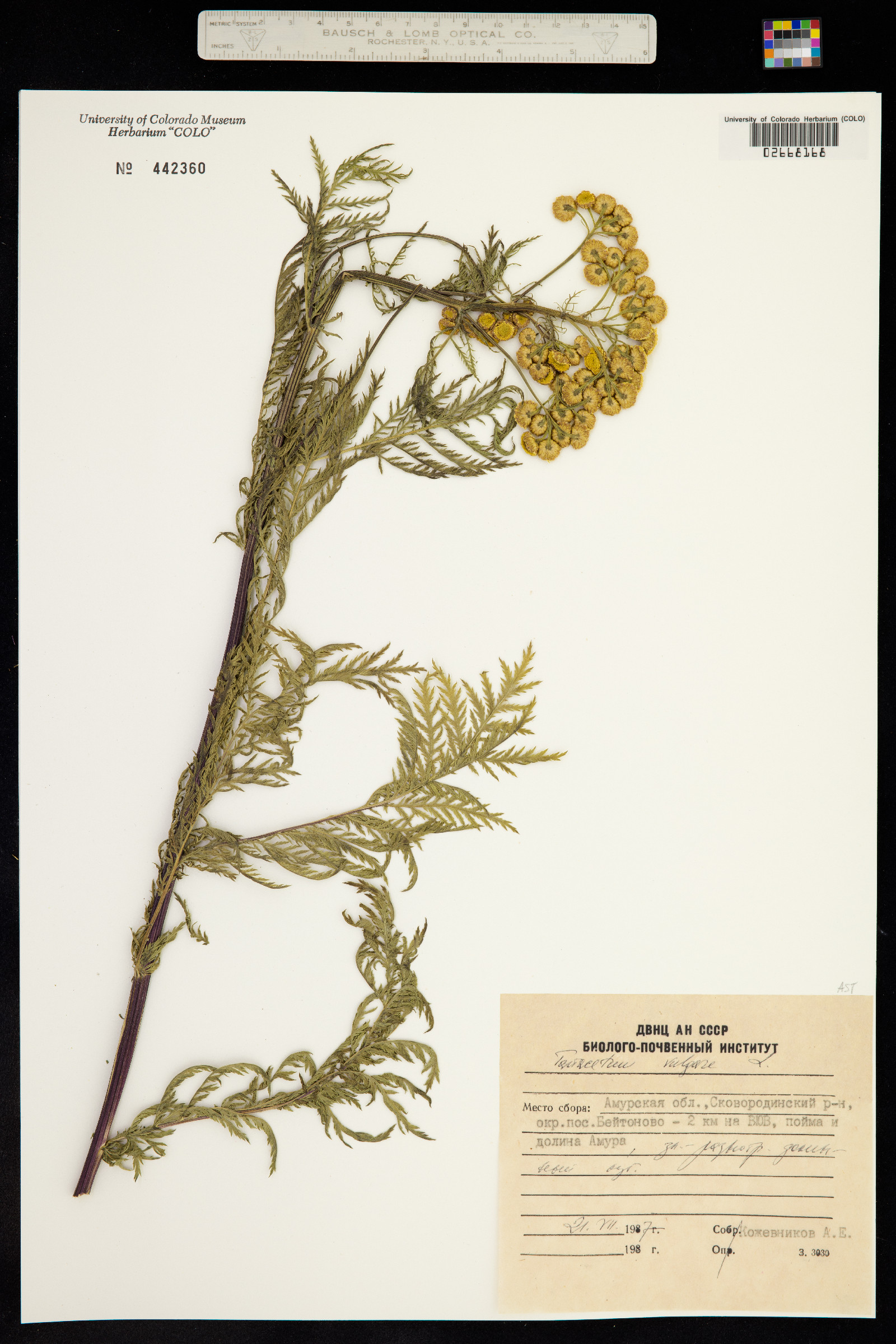 Tanacetum vulgare image
