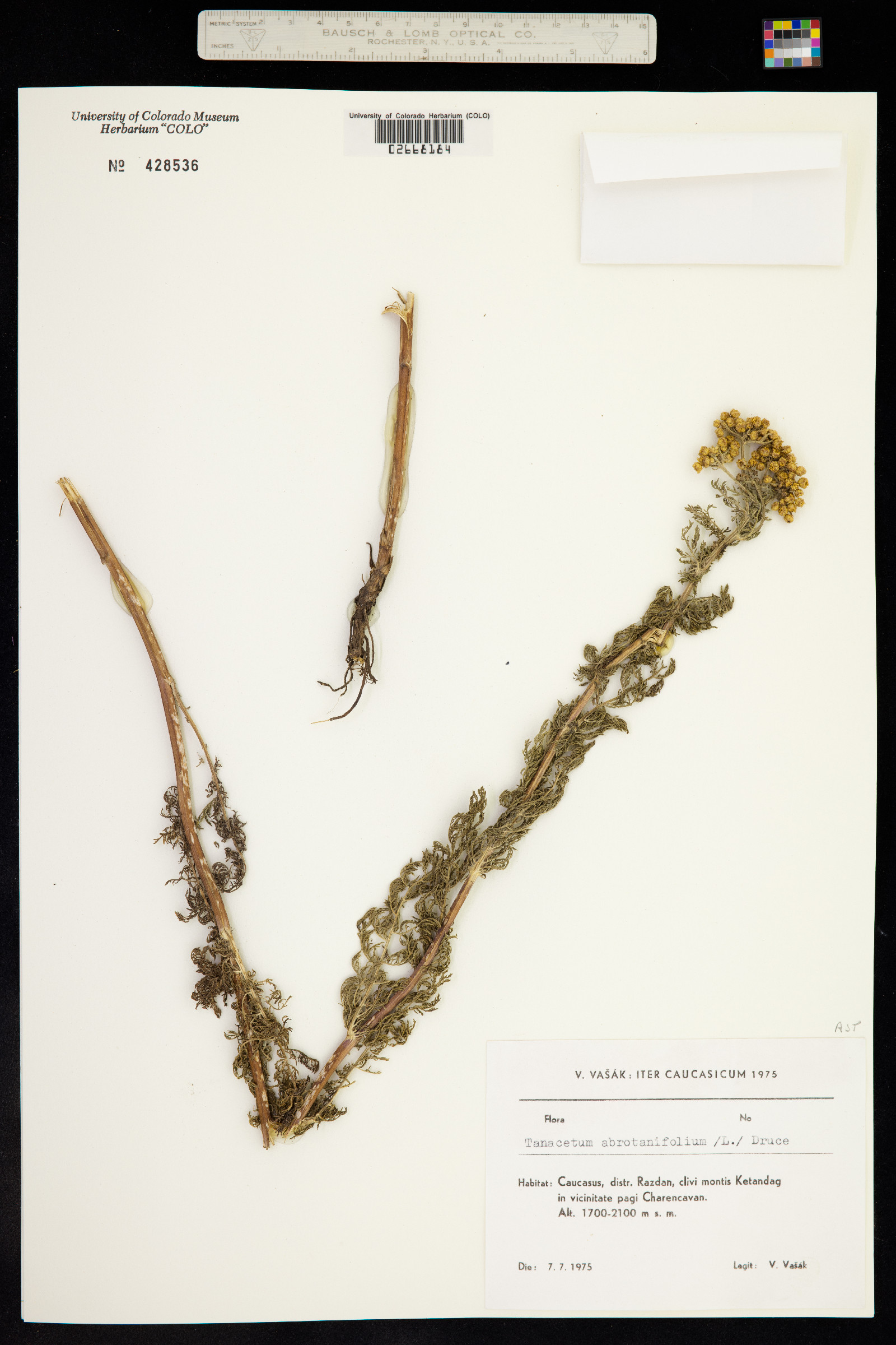 Tanacetum abrotanifolium image