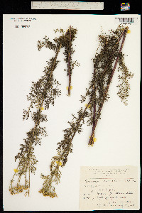 Image of Tanacetum abrotanifolium