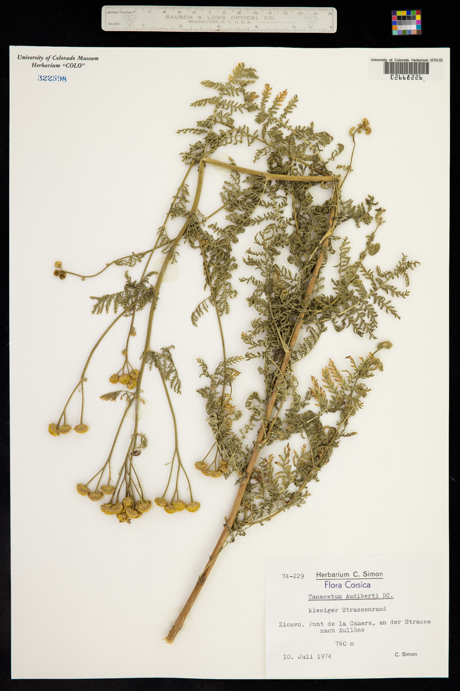 Tanacetum audibertii image