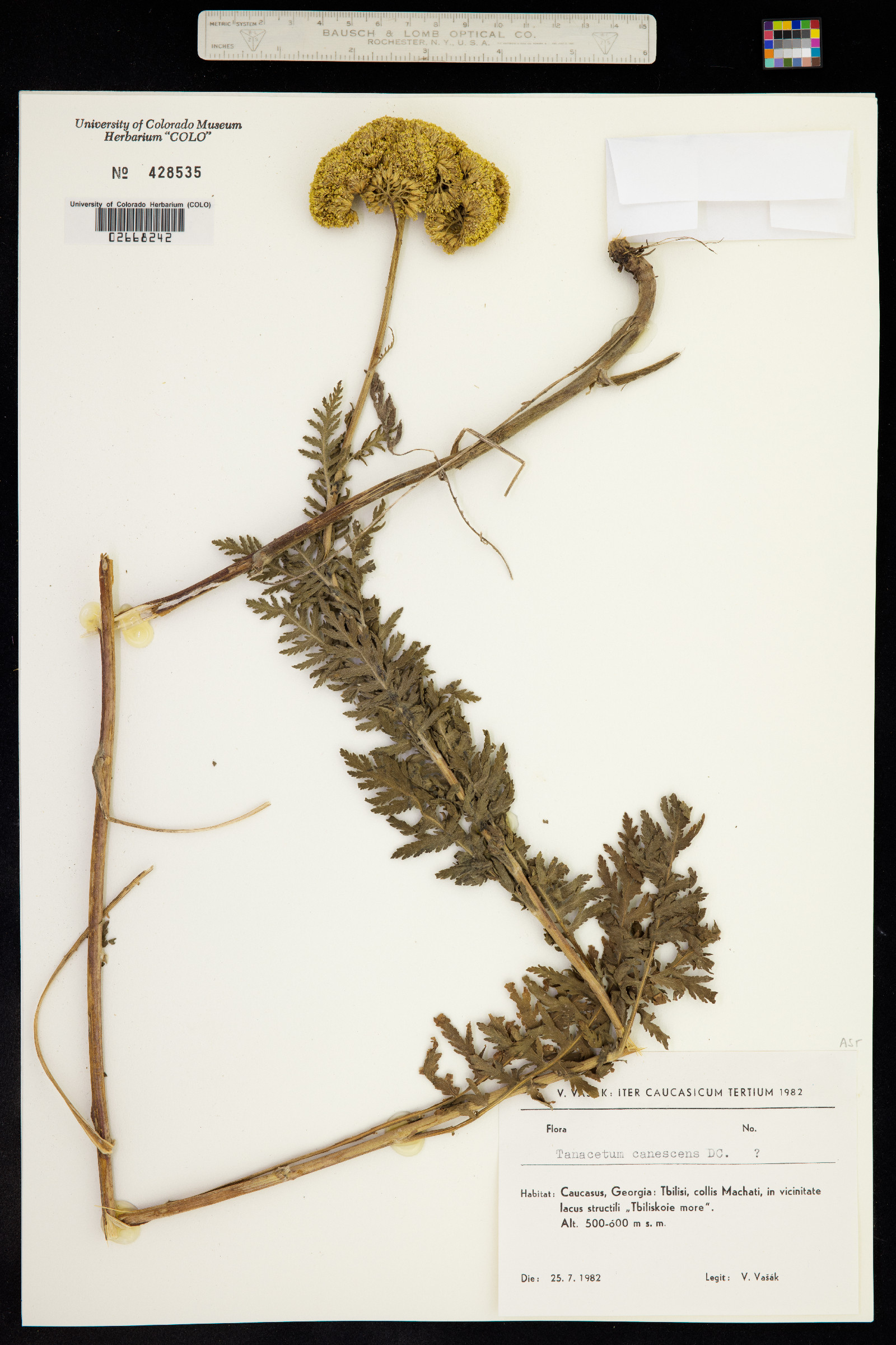 Tanacetum canescens image