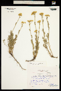 Tanacetum chiliophyllum image