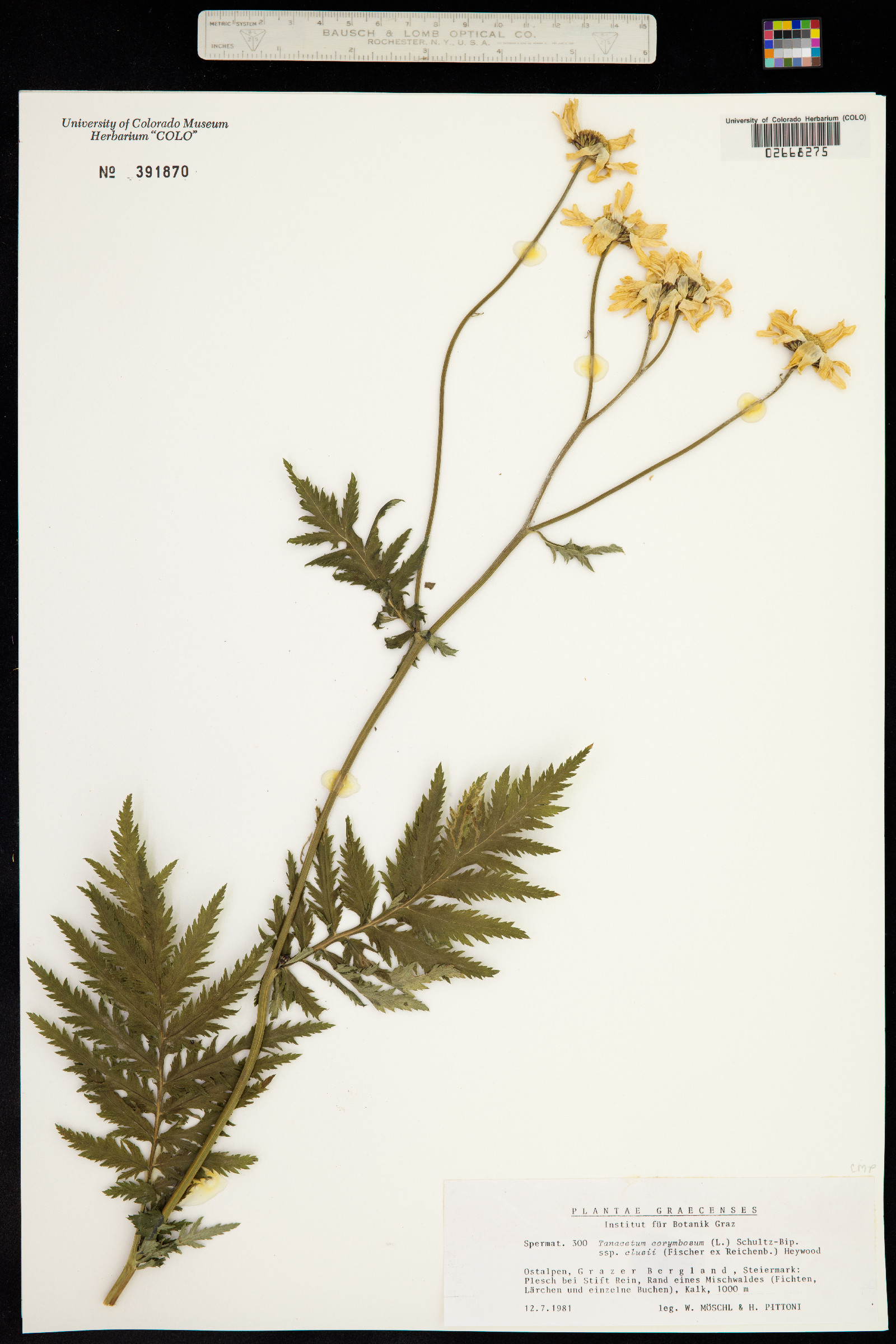 Tanacetum image